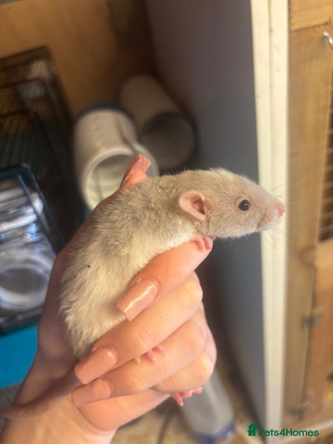 Rat rodents for sale: Babies rats, rex, dumbos and fancy - Image 13