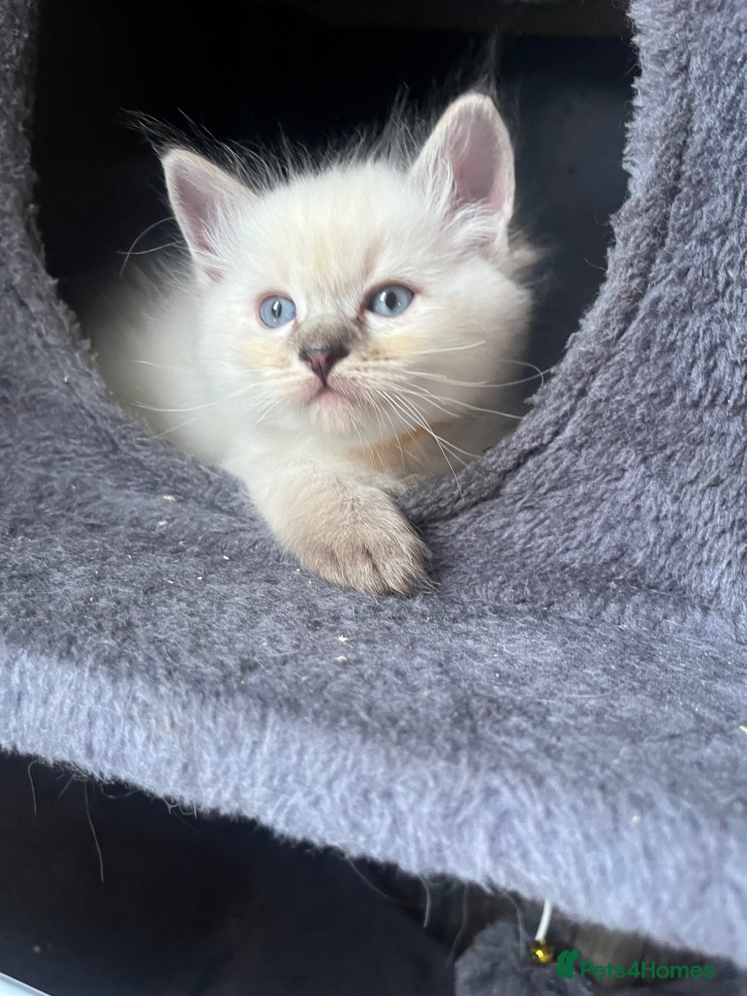Ragdoll cats Fluffy ragdoll kitty’s  - Advert 3