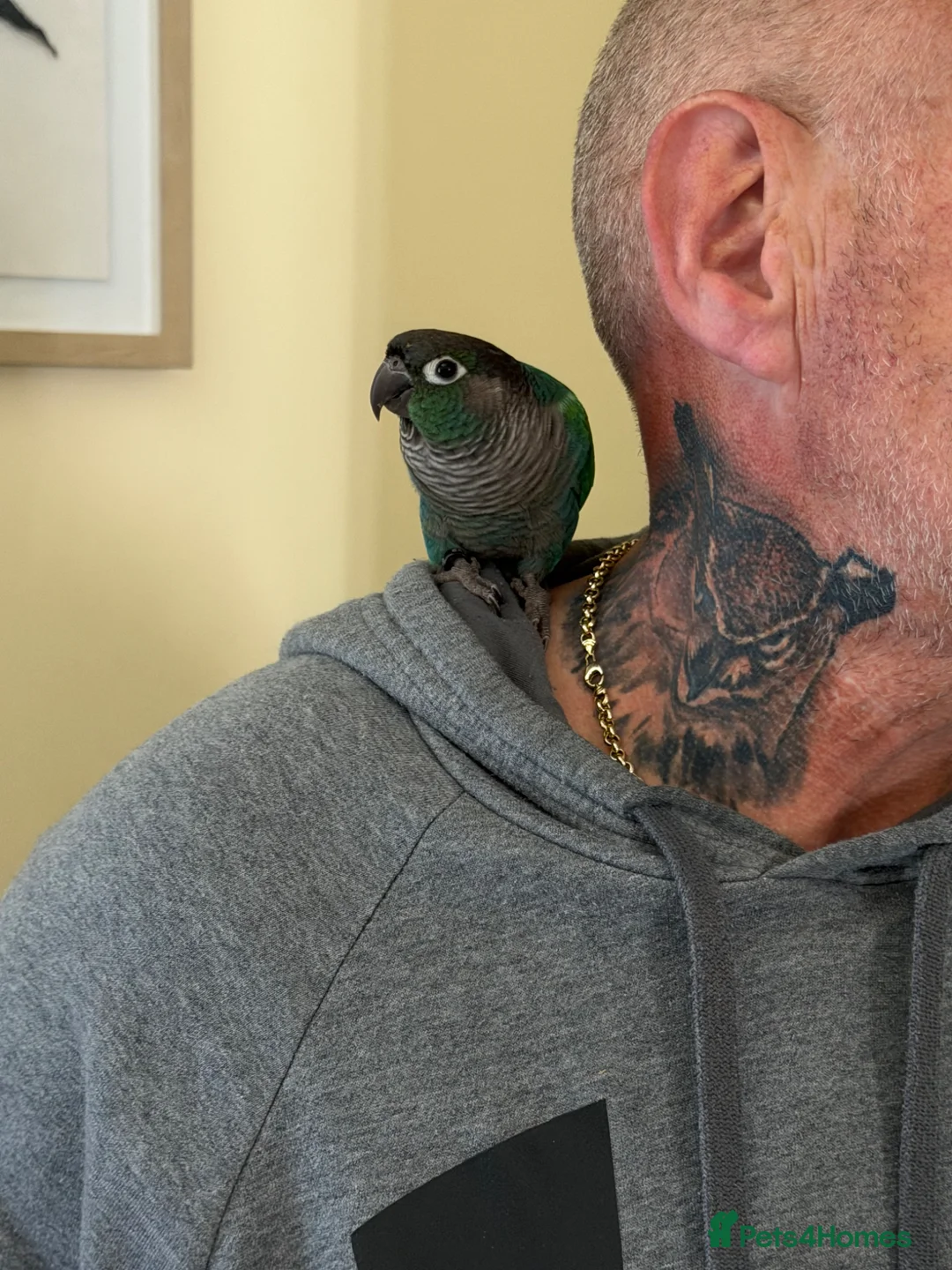 Parrots birds for sale: Conure parrot  in Saint Helens - Advert 2