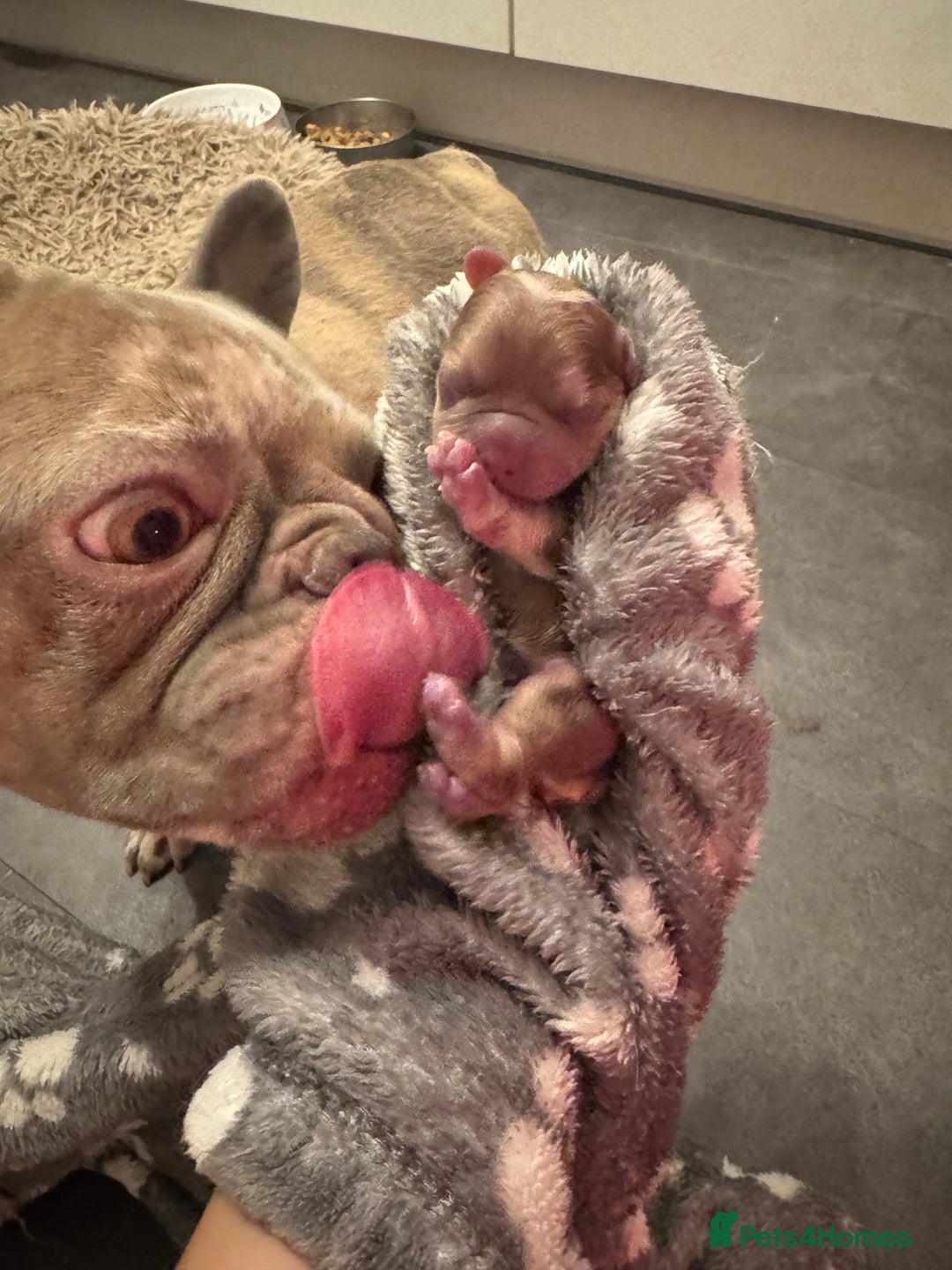 French Bulldog dogs for sale: French Bulldog Puppies  - Advert 1