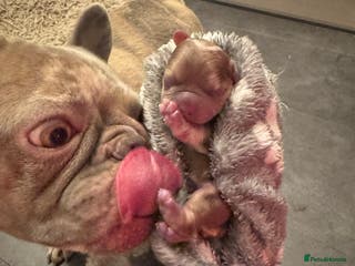 French Bulldog dogs French Bulldog Puppies - Advert 2