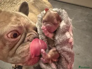 French Bulldog dogs French Bulldog Puppies - Advert 16