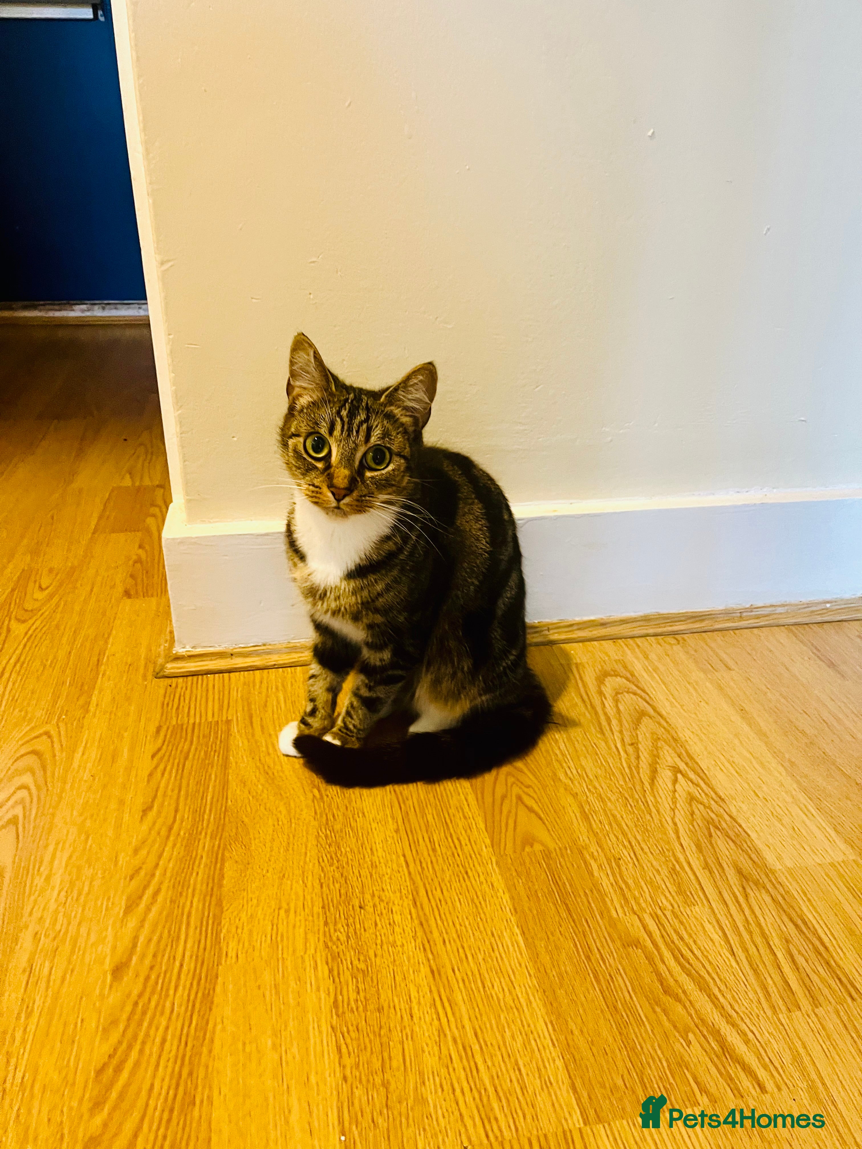 Domestic Shorthair cats Indoor Cat  in London - Advert 1