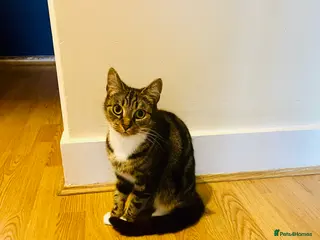 Domestic Shorthair cats Indoor Cat in London - Advert 1