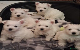 West Highland Terrier dogs for sale: KC Reg Quality West Highland Terrier Puppies  - Image 1
