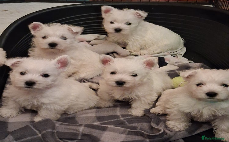 West Highland Terrier dogs - Advert 1