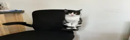 Mixed Breed cats for sale: Female  - Advert 2