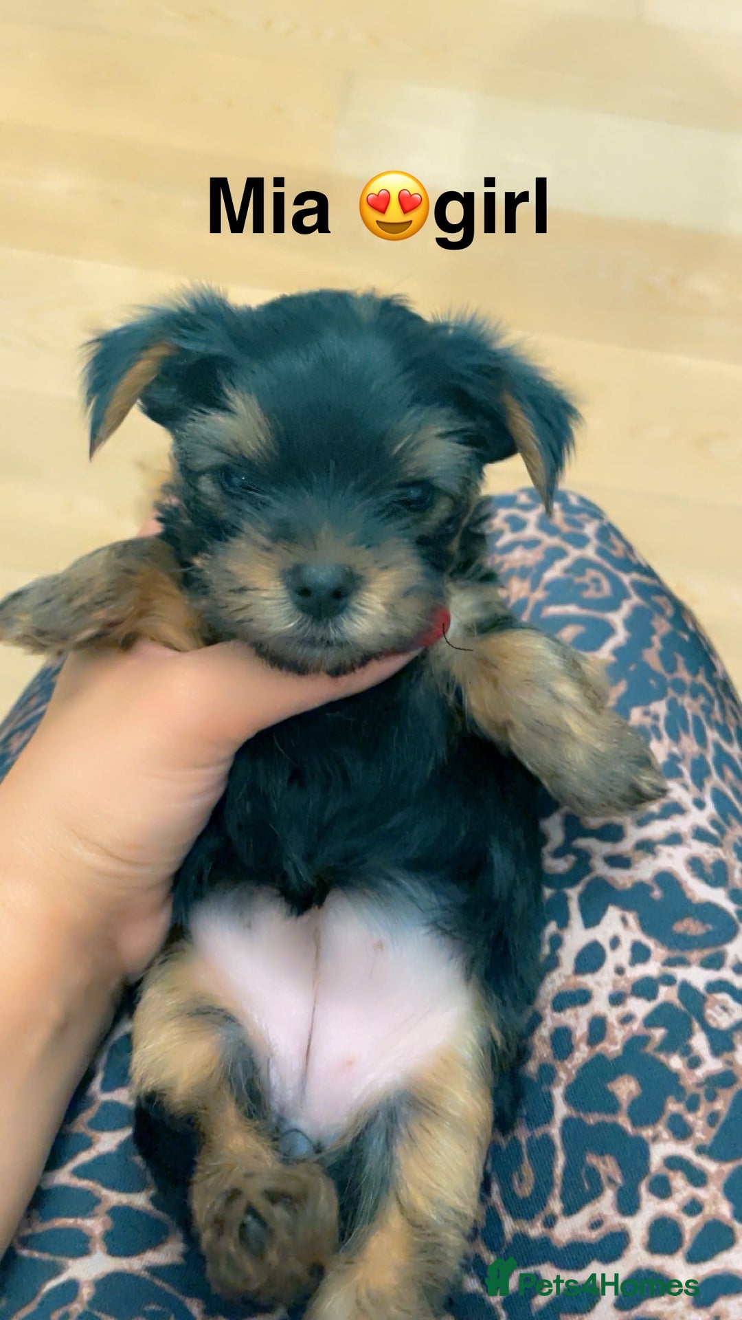 Yorkshire Terrier dogs for sale: Miniature Yorkshire terrier - Image 17
