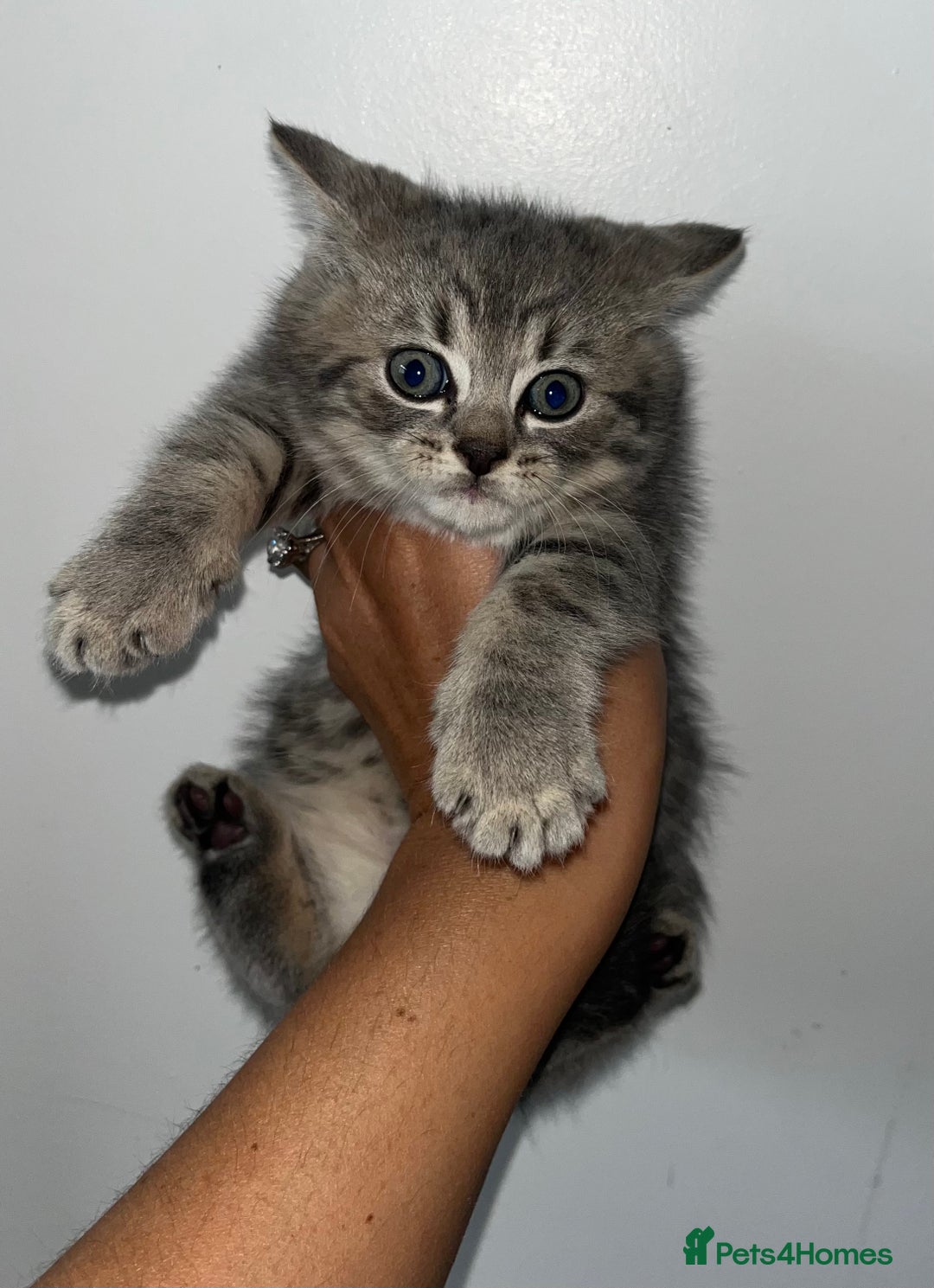 British Shorthair cats for sale: British shorthair X ragdoll  - Image 13