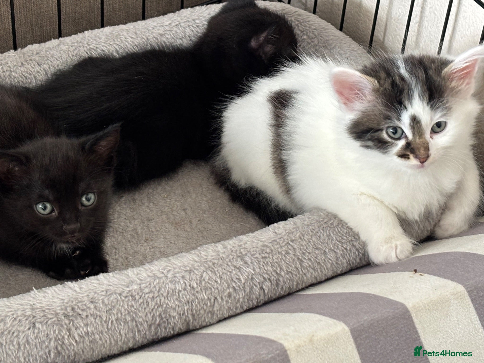 Mixed Breed cats Beautiful kittens for forever homes  - Advert 1