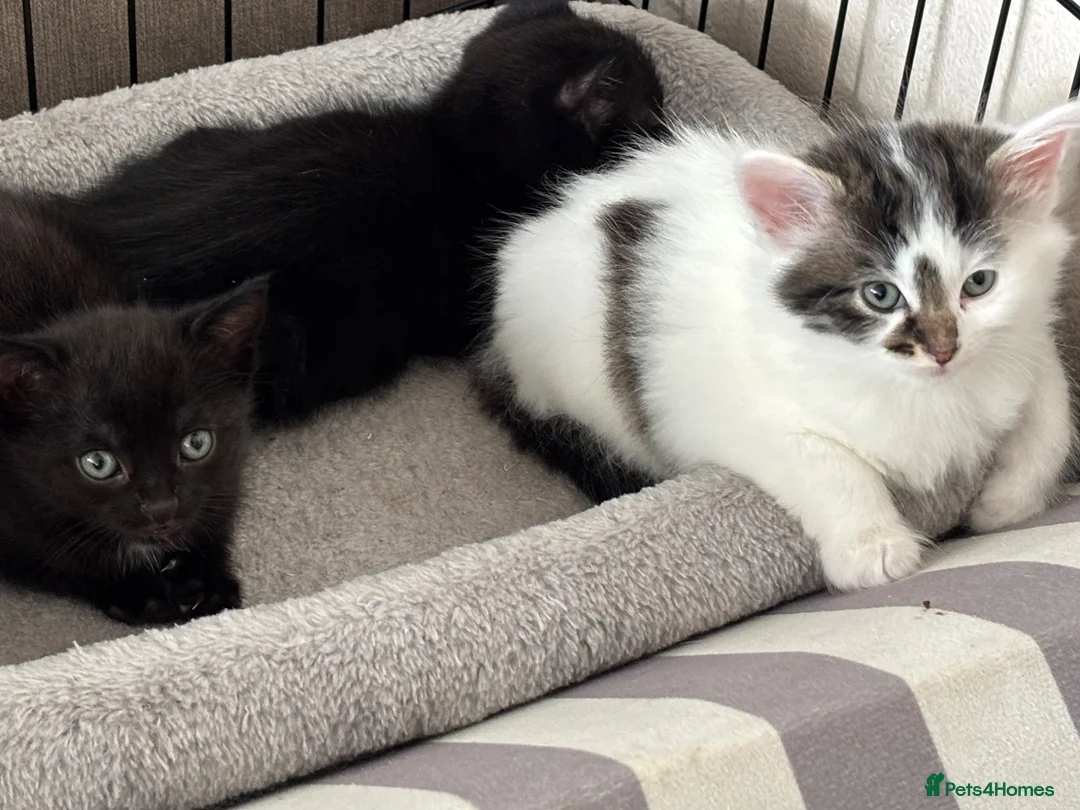 Mixed Breed cats for sale: Beautiful kittens for forever homes  in Newark - Advert 1