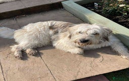 Mixed Breed dogs for adoption: OLIVE - Shepherd Breed - Image 2
