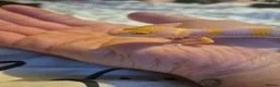 Leopard Gecko reptiles for sale: Male leopard gecko  - Advert 3