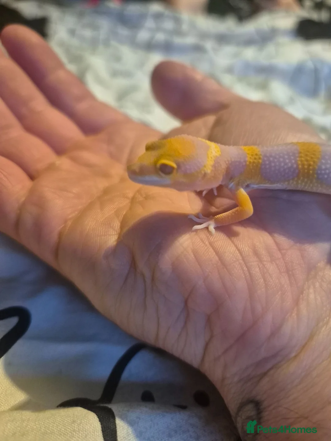 Leopard Gecko reptiles for sale: Male leopard gecko  - Advert 3