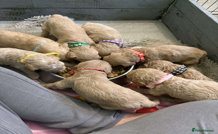 Goldendoodle dogs - Advert 1