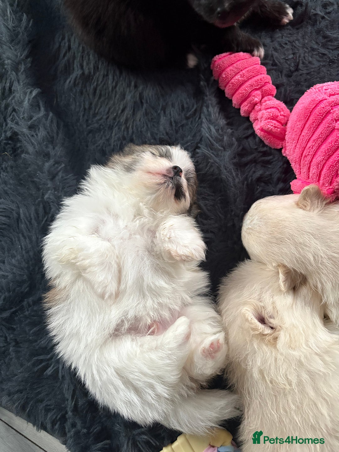 Pomeranian dogs for sale: Beautifu Litter- Russian/Chi Tien Pomeranian Pups - Advert 36