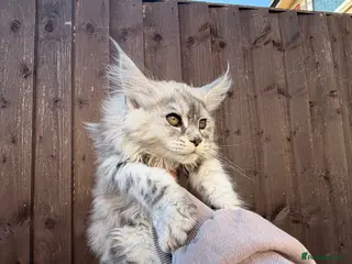 Maine Coon cats ⭐️READY NOW* TICA MAINECOON KITTEN’S⭐️🏆 - Advert 7