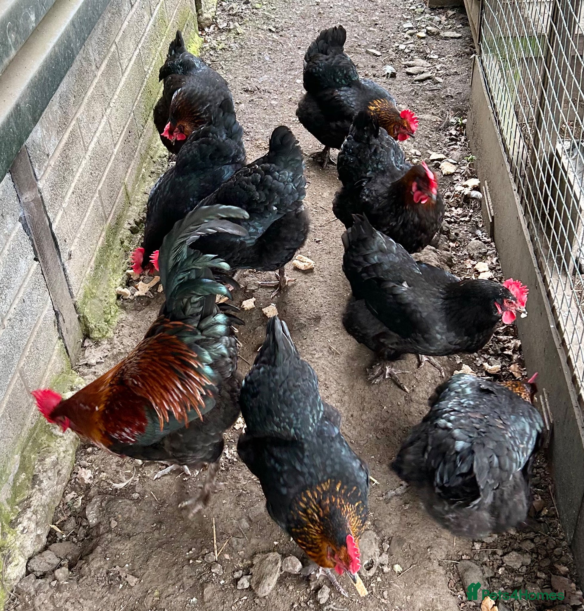 Chickens poultry Copper black Marans for sale - Advert 1