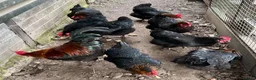 Chickens poultry for sale: Copper black Marans for sale in Abergavenny - Advert 1