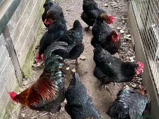 Chickens poultry Copper black Marans for sale - Advert 1
