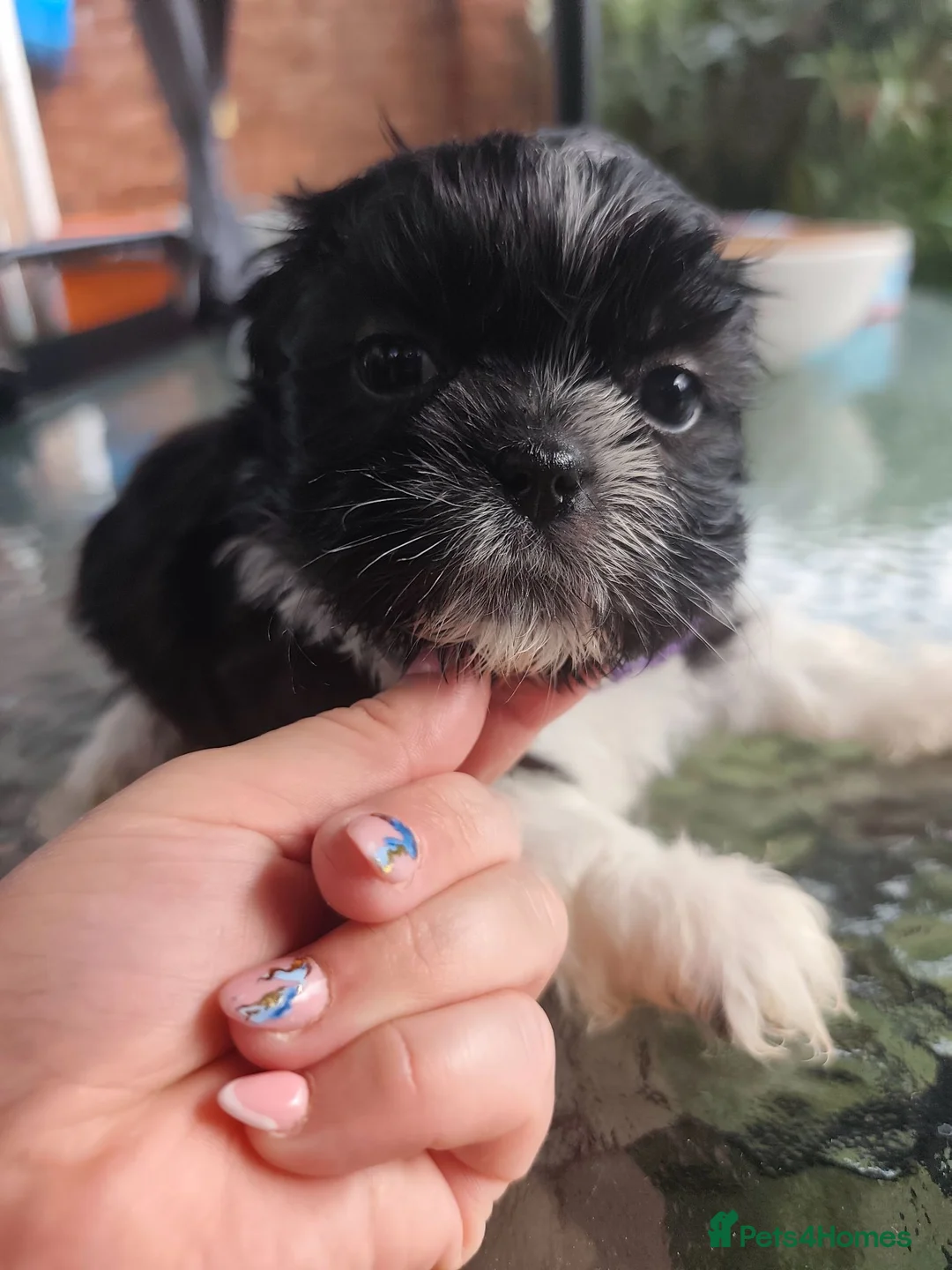 Shih Tzu dogs for sale: Shih tzu puppies  - Advert 11
