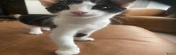 British Shorthair cats for sale: Beautiful kittens ready now  - Advert 2