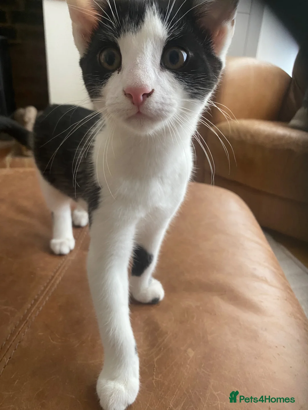 British Shorthair cats for sale: Beautiful kittens ready now  - Advert 2