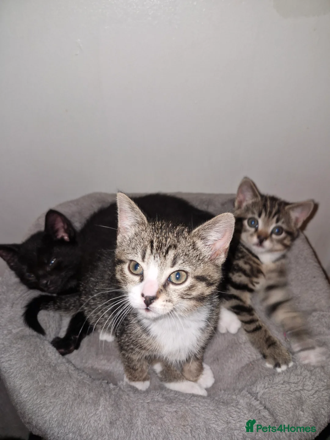 Domestic Shorthair cats for sale: 3 kittens  - Advert 3