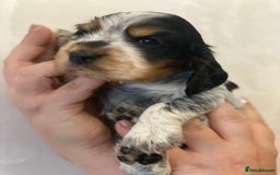 Cocker Spaniel dogs for sale: Show Cocel Spaniel- K.C. Reg. - Image 24
