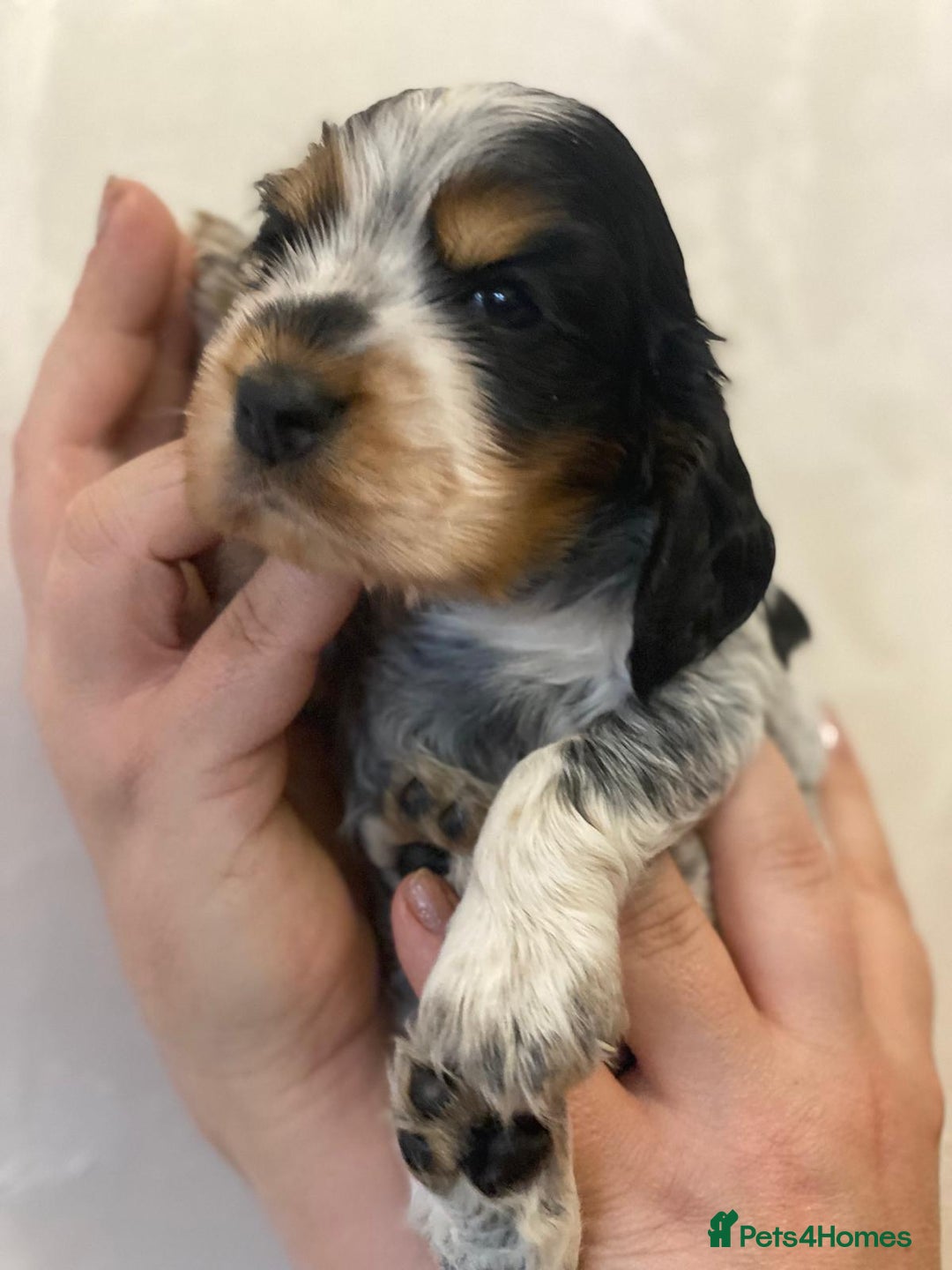 Cocker Spaniel dogs for sale: Show Cocel Spaniel- K.C. Reg. - Image 24