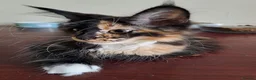 Maine Coon cats for sale: Maine Coon Kittens for Sale - Advert 26