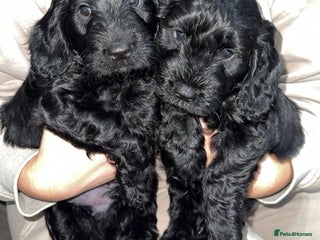 Cockapoo dogs Cockapoo puppies 2 boys remaining! - Advert 3