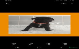 Staffordshire Bull Terrier dogs for sale: Genesis planned mating  - Image 10