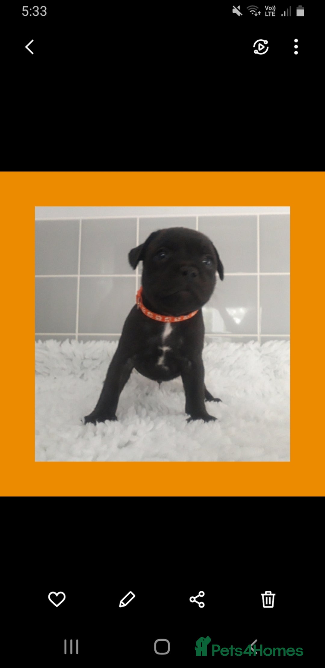 Staffordshire Bull Terrier dogs for sale: Genesis planned mating  - Image 10