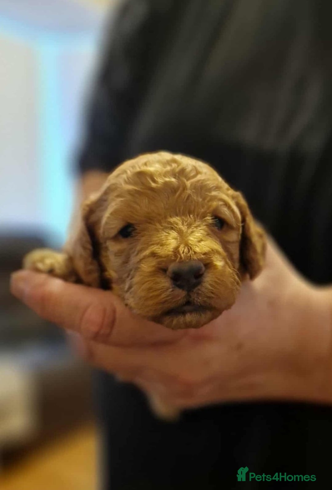 Cockapoo dogs for sale: Gorgeous cockapoo puppies  - Advert 2