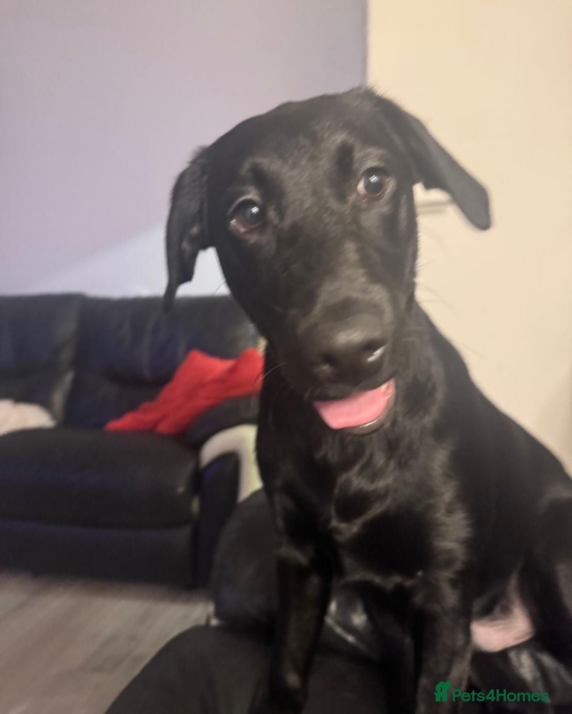 Labrador Retriever dogs Beautiful male black Labrador 6 Months old  in Oldbury - Advert 3