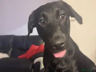Labrador Retriever dogs Beautiful male black Labrador 6 Months old in Oldbury - Advert 3