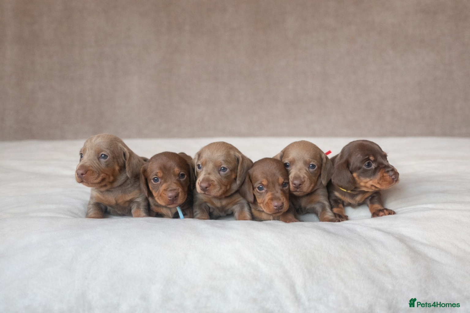 Miniature Dachshund dogs Smooth haired miniature dachunds.  - Advert 2