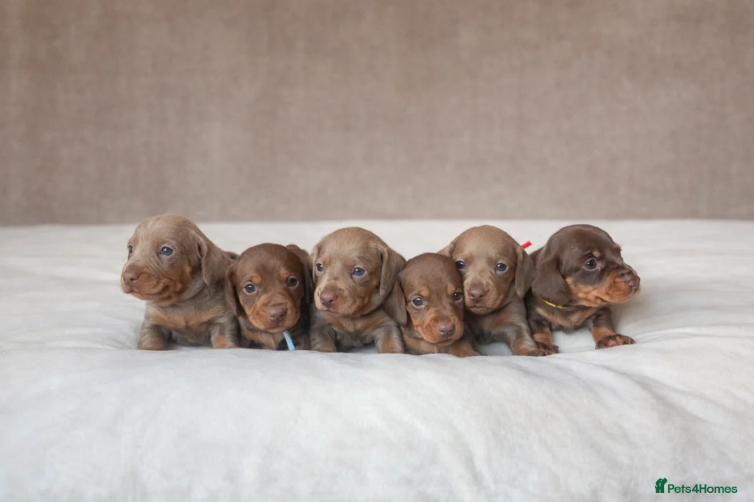 Miniature Dachshund dogs for sale: Smooth haired miniature dachunds.  - Advert 2