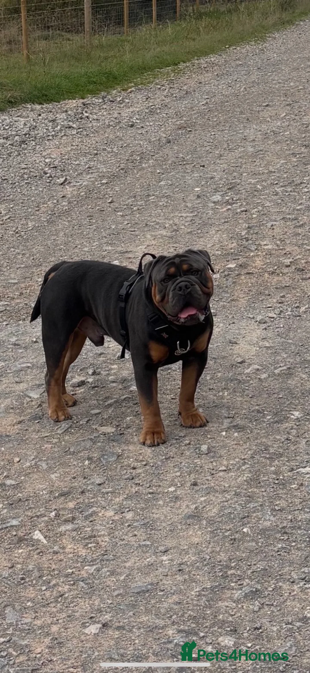 Olde English Bulldogge dogs for sale: Benny  - Advert 4