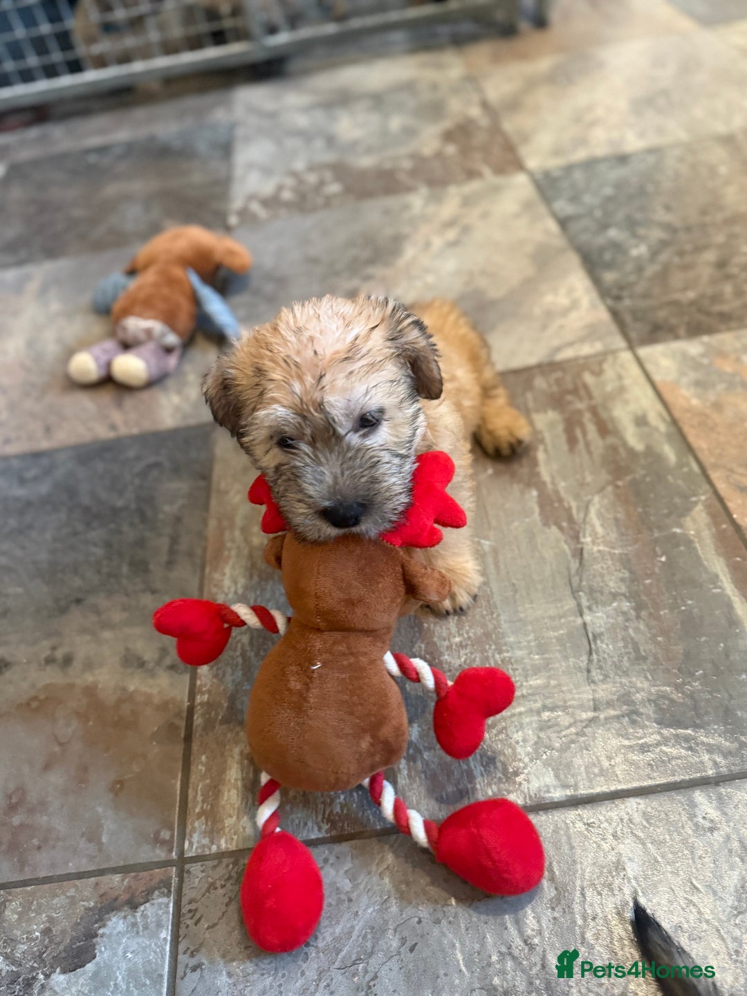 Glen of Imaal Terrier dogs for sale: Glen of Imaal terrier puppies - Advert 28