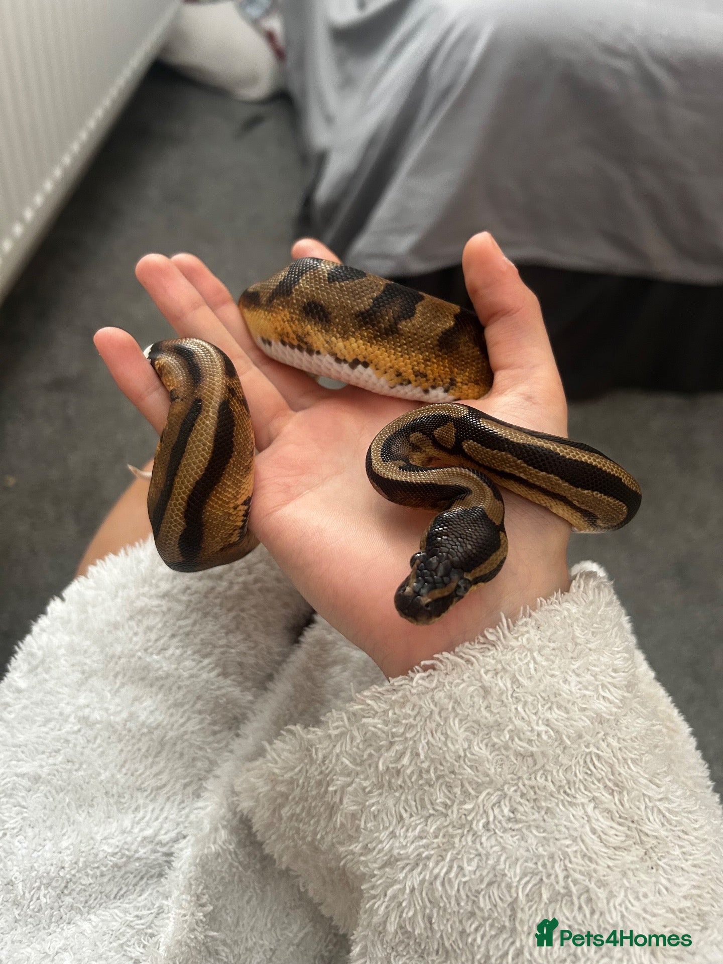 Snake reptiles slightly pied ball python  - Advert 2