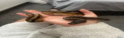 Snake reptiles for sale: slightly pied ball python  in Torquay - Advert 1
