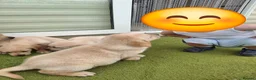 Goldador dogs for sale: Goldador Puppies  - Advert 16