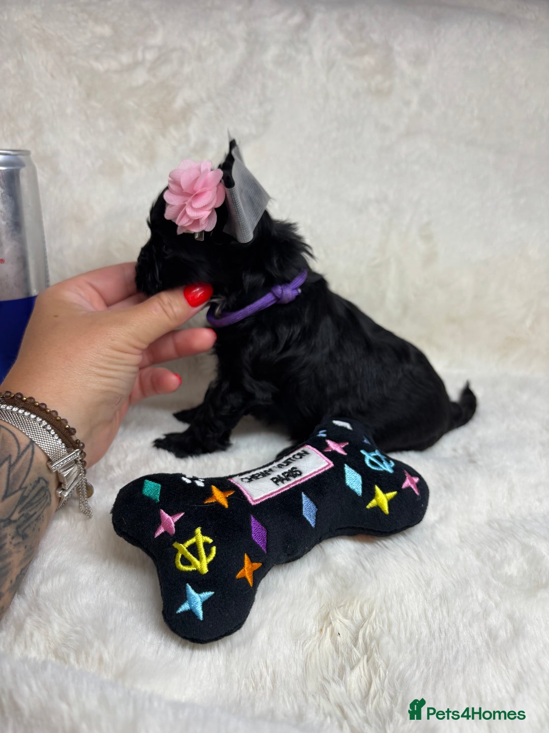 Yorkshire Terrier dogs for sale: Purebreed Yorkshire terrier (480G)8weeks old🥰 - Image 18
