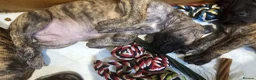 Great Dane dogs for sale: ONLY 3 GIRLS LEFT -BRINDLE GREAT DANES - Advert 10