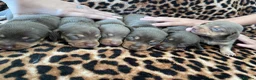 Miniature Dachshund dogs for sale: Beautiful litter of chocolate dachshunds  - Advert 10