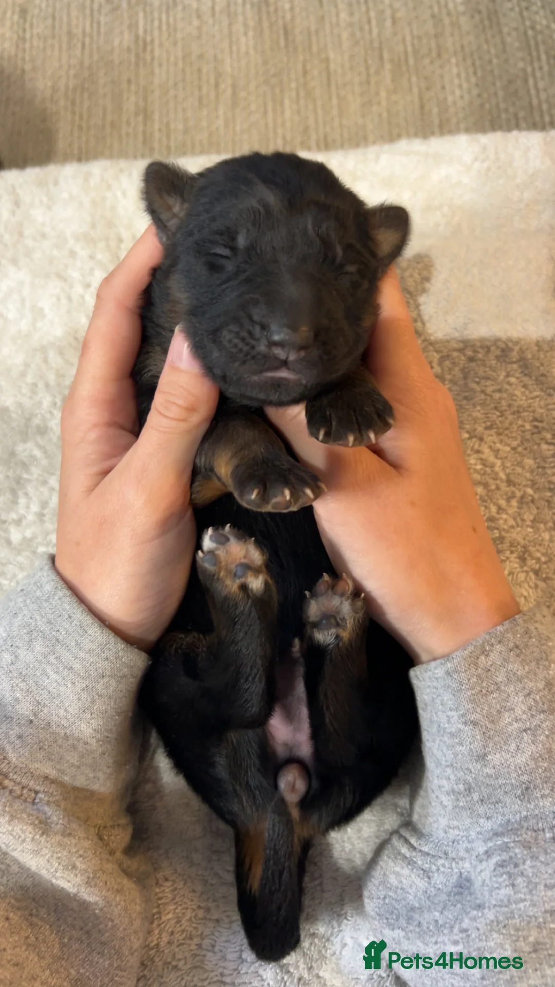 German Shepherd dogs for sale: Healthy & Chunky German Shepherd Puppies in Betws-y-Coed - Advert 2