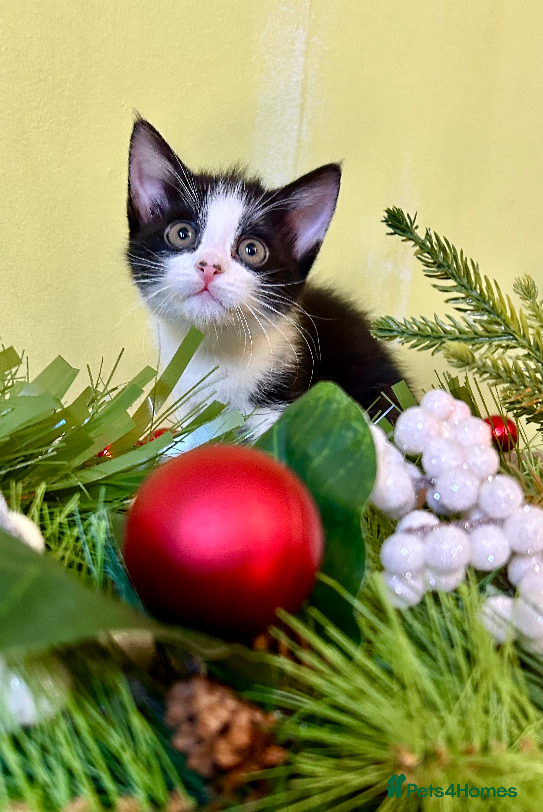 Mixed Breed cats Kittens from 1/2 Siamese Mum - Advert 2