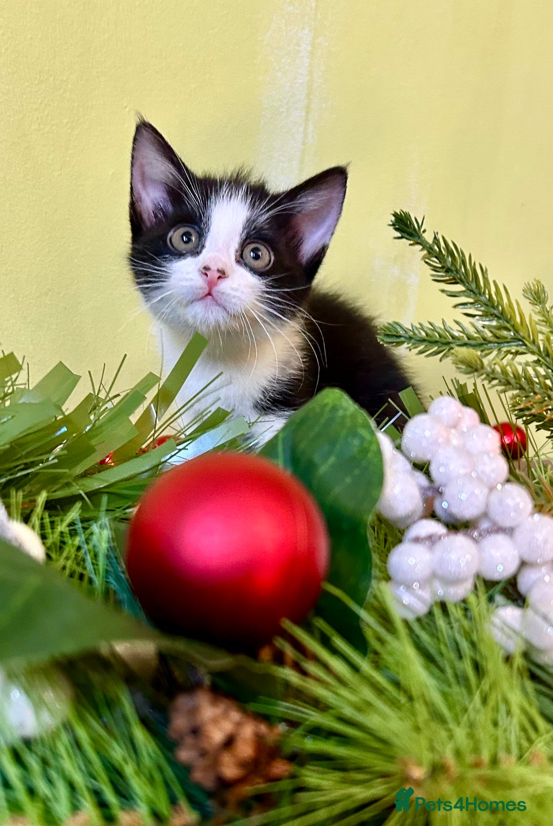 Mixed Breed cats for sale: Kittens from half Siamese mum - Advert 3